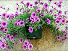 صور منوعة من الإنترنت
