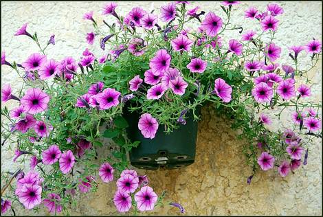 صور منوعة من الإنترنت