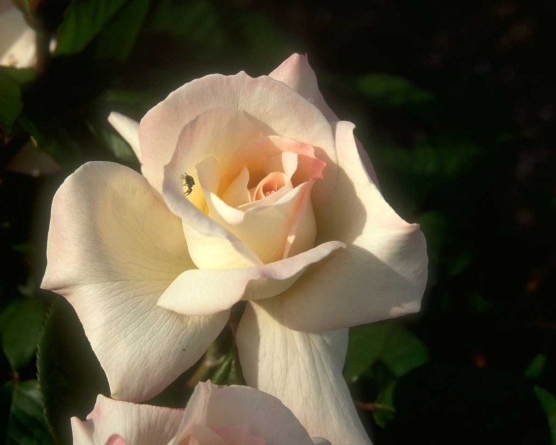 PTBL0151