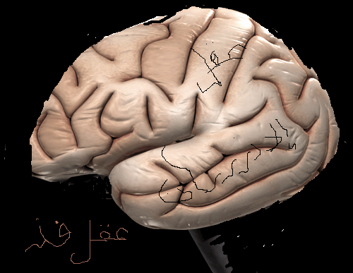 عقل الانسان