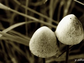 صور من ابداع اعضاء عمان فوتو