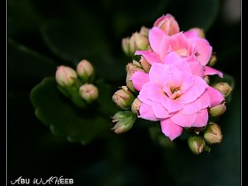 صور من ابداع اعضاء عمان فوتو