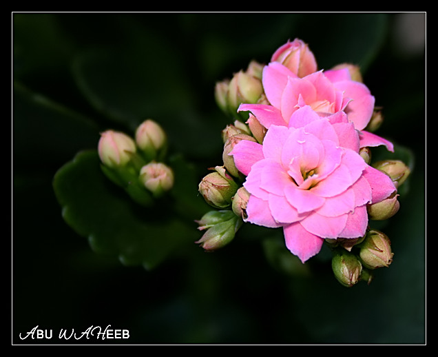 صور من ابداع اعضاء عمان فوتو