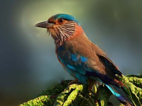 صور من ابداع اعضاء عمان فوتو