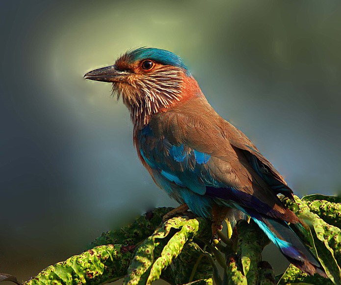 صور من ابداع اعضاء عمان فوتو