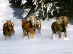 tn-Animals-00019