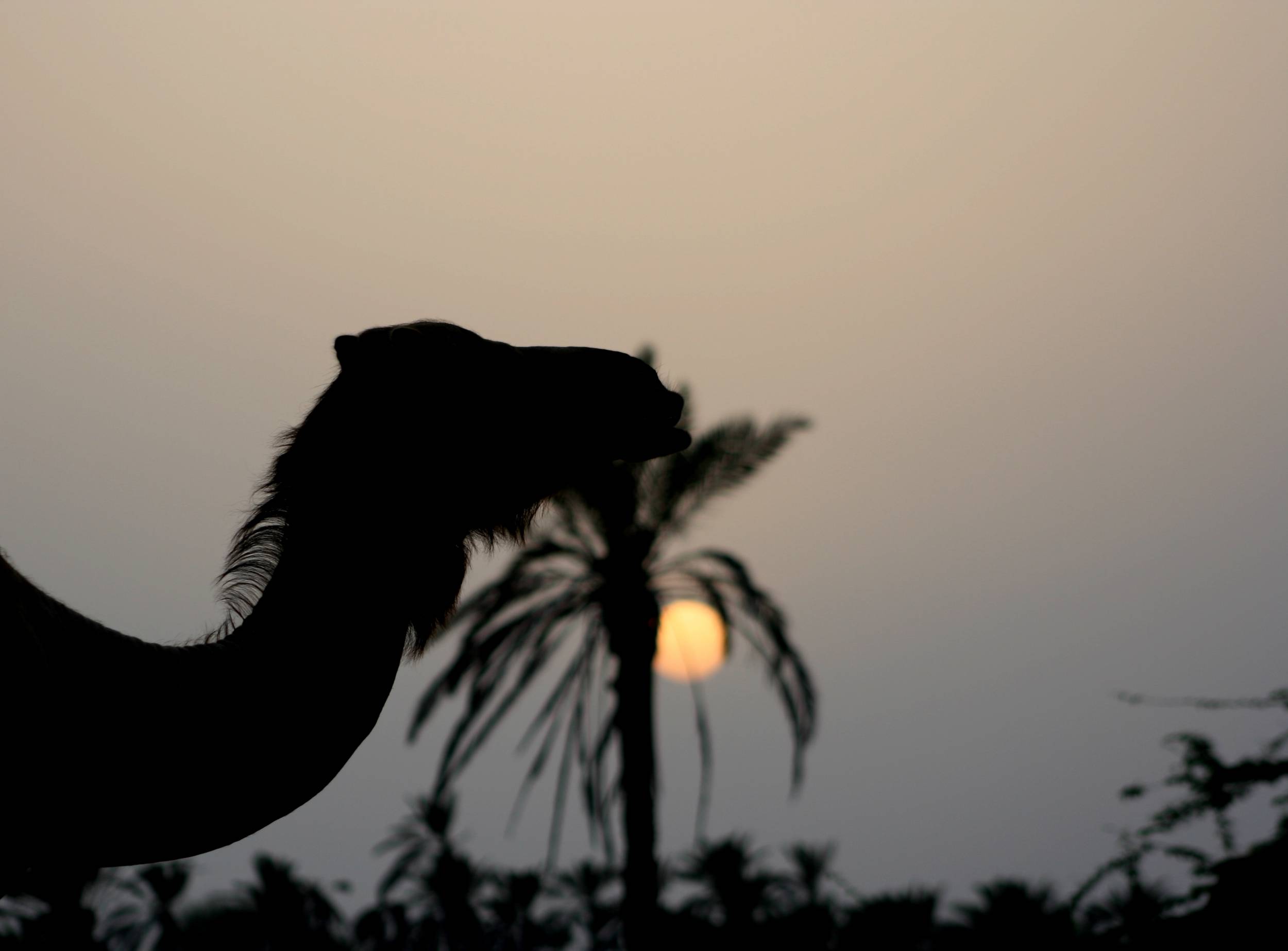 صور من ابداع اعضاء عمان فوتو
