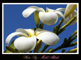 صور من ابداع اعضاء عمان فوتو