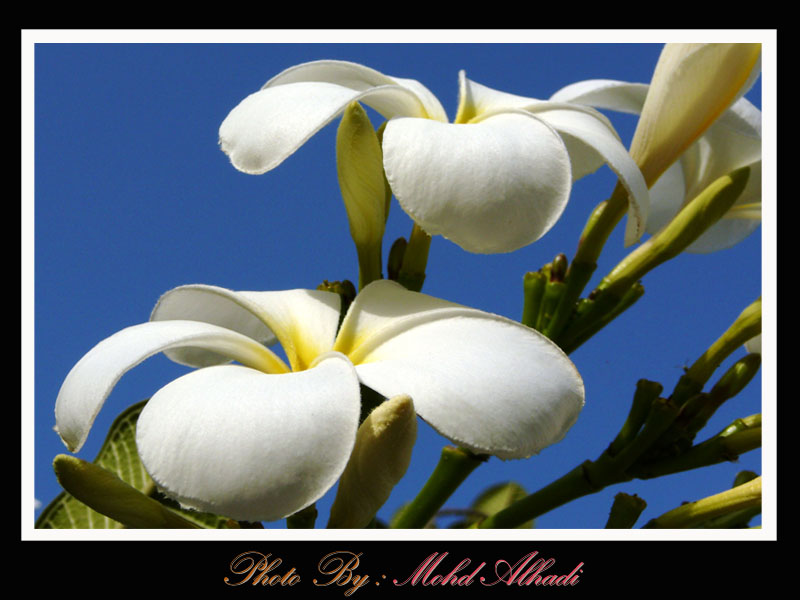 صور من ابداع اعضاء عمان فوتو