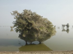 غرائب: العناكب تغطي الاشجار بشباكها