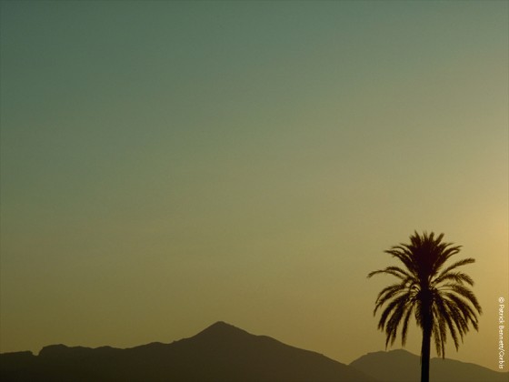 من أشجار الطبيعة