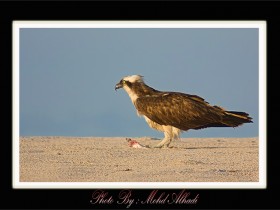 صور من ابداع اعضاء عمان فوتو