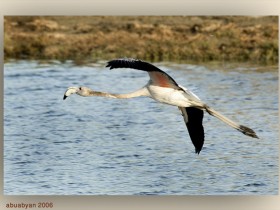 صور من ابداع اعضاء عمان فوتو