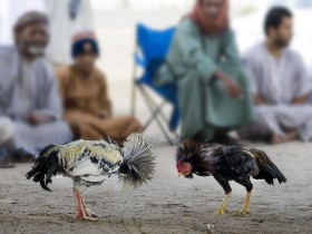 صور من ابداع اعضاء عمان فوتو