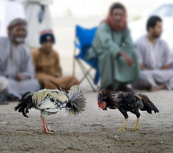 صور من ابداع اعضاء عمان فوتو