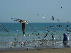 صور من ابداع اعضاء عمان فوتو