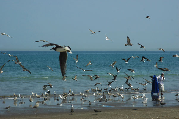 صور من ابداع اعضاء عمان فوتو