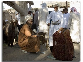 صور من ابداع اعضاء عمان فوتو