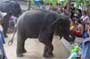 elephantshowicon