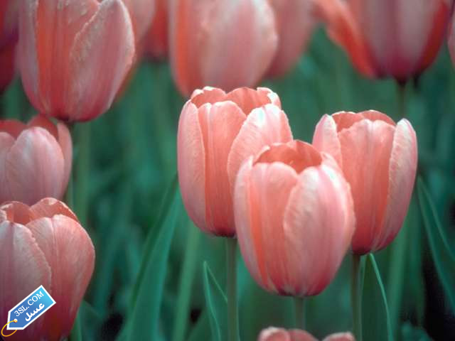 flower378_3SL-com_1_