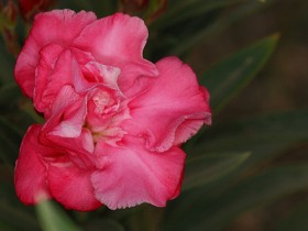 صور من ابداع اعضاء عمان فوتو