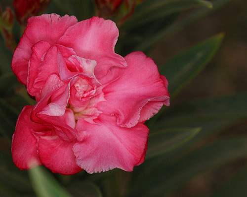 صور من ابداع اعضاء عمان فوتو