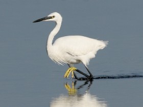 صور منوعة من الإنترنت