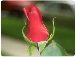 screensaver-7_387_1_