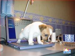 thumb_funny-animals-10213200814624_1_