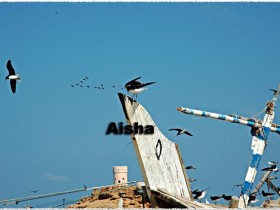 صور من ابداع اعضاء عمان فوتو