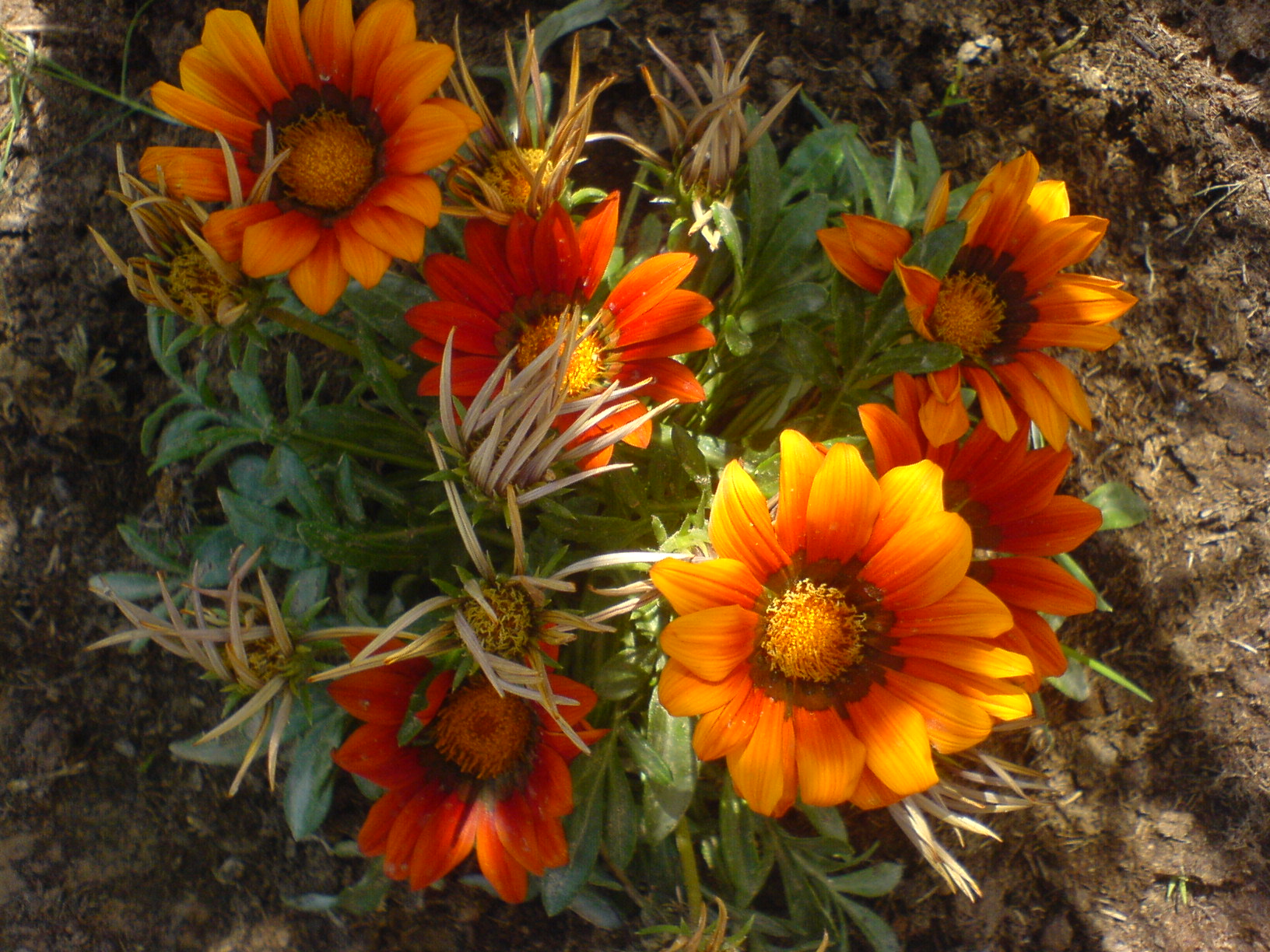 صور من ابداع اعضاء عمان فوتو