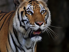 صور من ابداع اعضاء عمان فوتو
