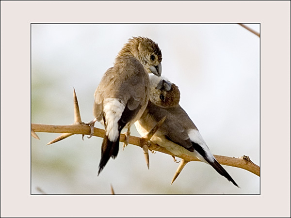 صور من ابداع اعضاء عمان فوتو