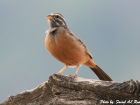 صور من ابداع اعضاء عمان فوتو