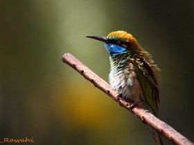 صور من ابداع اعضاء عمان فوتو