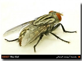 صور من ابداع اعضاء عمان فوتو
