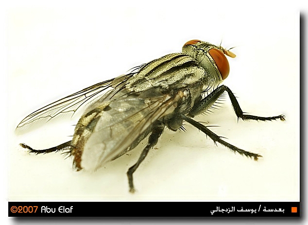 صور من ابداع اعضاء عمان فوتو