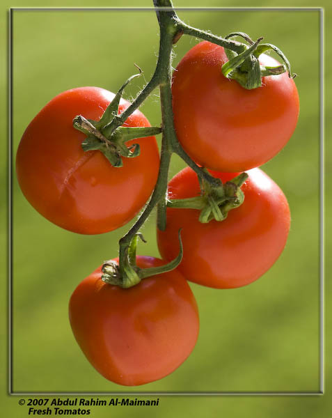 صور من ابداع اعضاء عمان فوتو