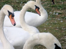 صور منوعة من الإنترنت