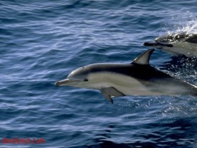 fish418_1_