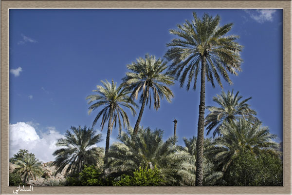 صور من ابداع اعضاء عمان فوتو