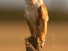 صور منوعة من الإنترنت