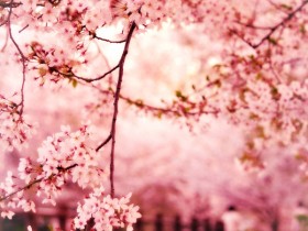 sweet_piece_of_youth_sakura_by_jyoujo