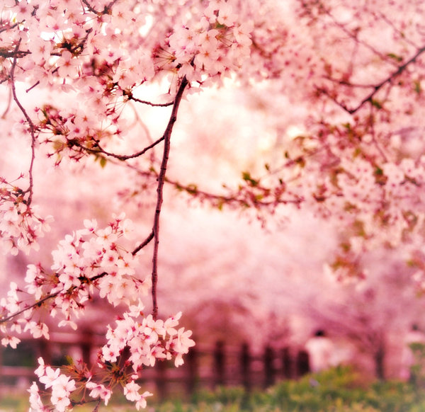 sweet_piece_of_youth_sakura_by_jyoujo