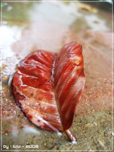 قد يأتي الخريف ربيعا !! 2