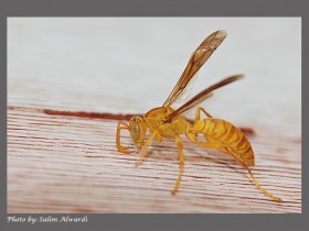 صور من ابداع اعضاء عمان فوتو