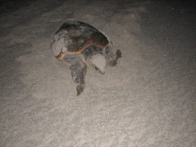 Turtles_001