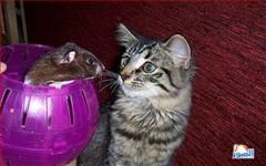 thumb_funny-animals-14213200814704_1_