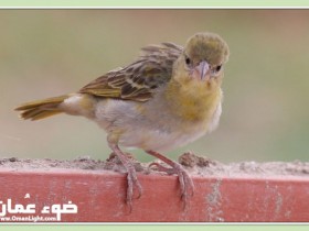 صور من ابداع اعضاء عمان فوتو