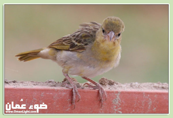 صور من ابداع اعضاء عمان فوتو